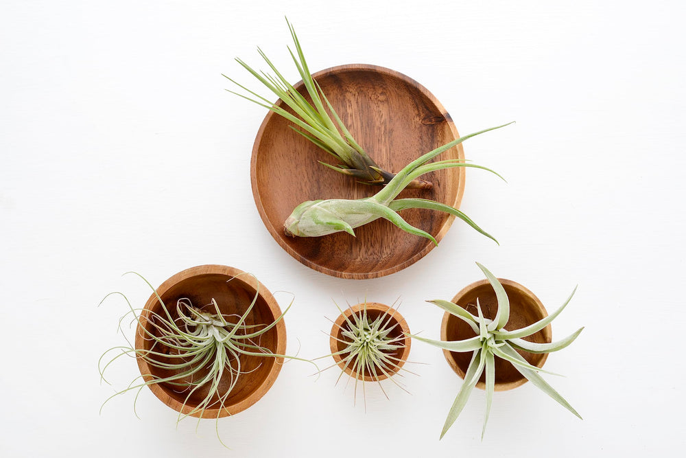 Wedding decor featuring Tillandsia air plants