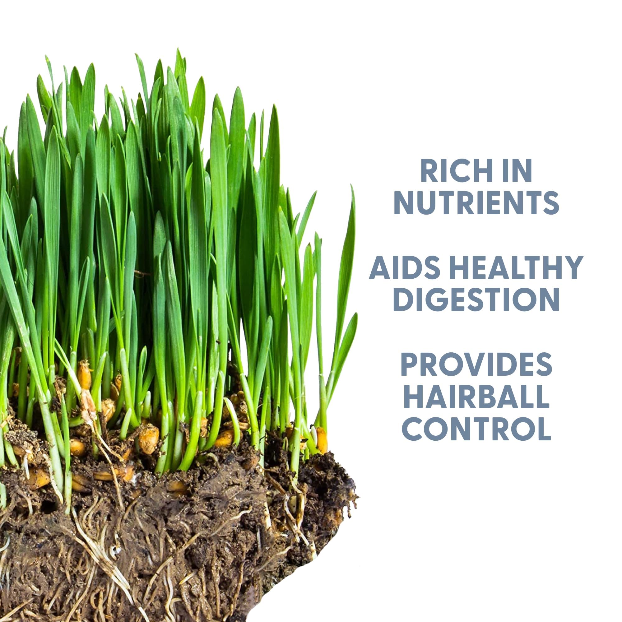 Wheat grass growing in a planter with seeds