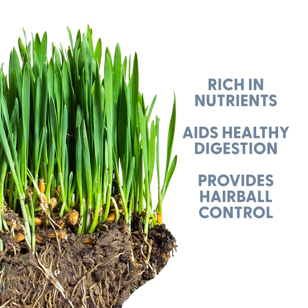 Wheat grass growing in a planter with seeds