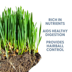 Wheat grass growing in a planter with seeds