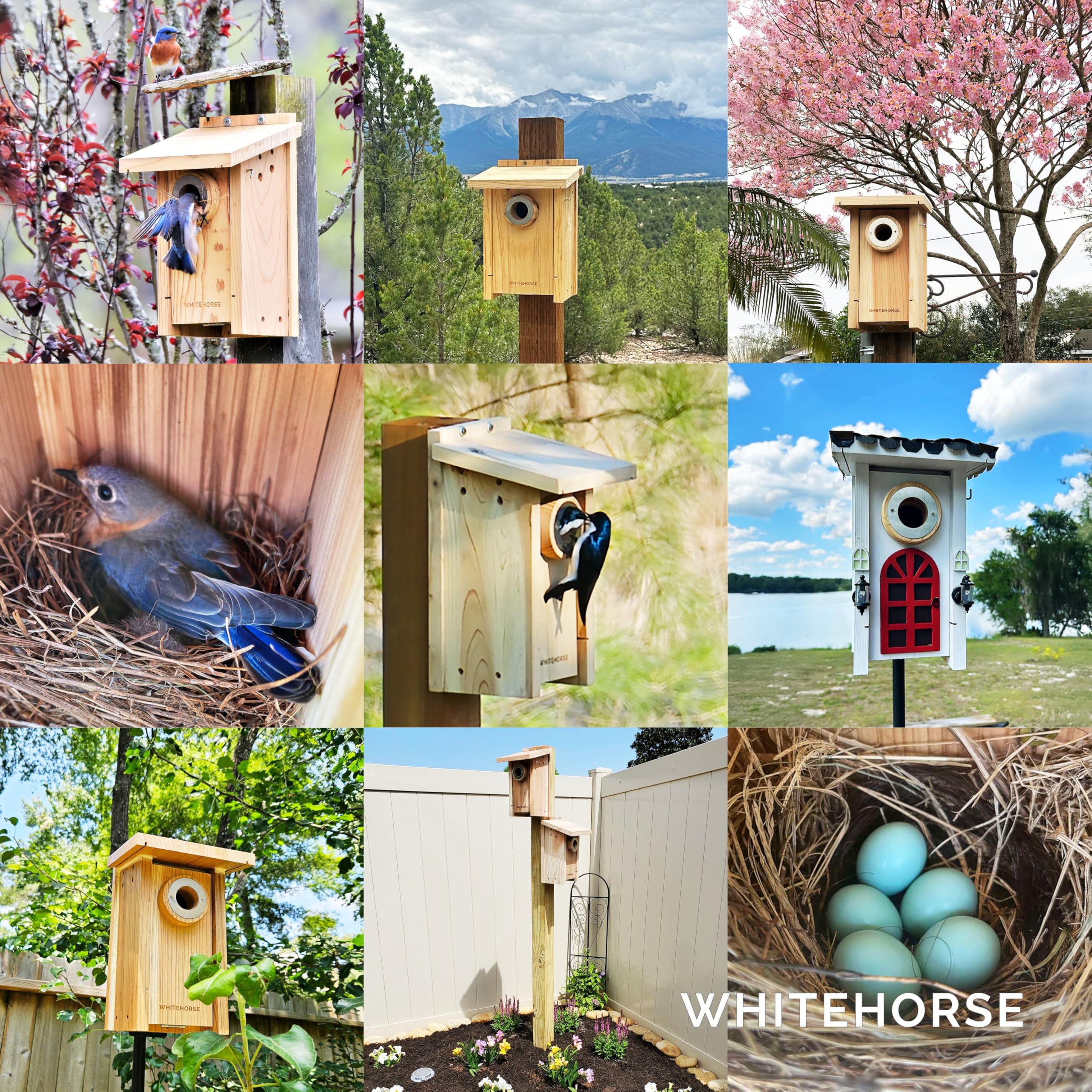 WHITEHORSE Bluebird House showing the stainless-steel entry hole guard