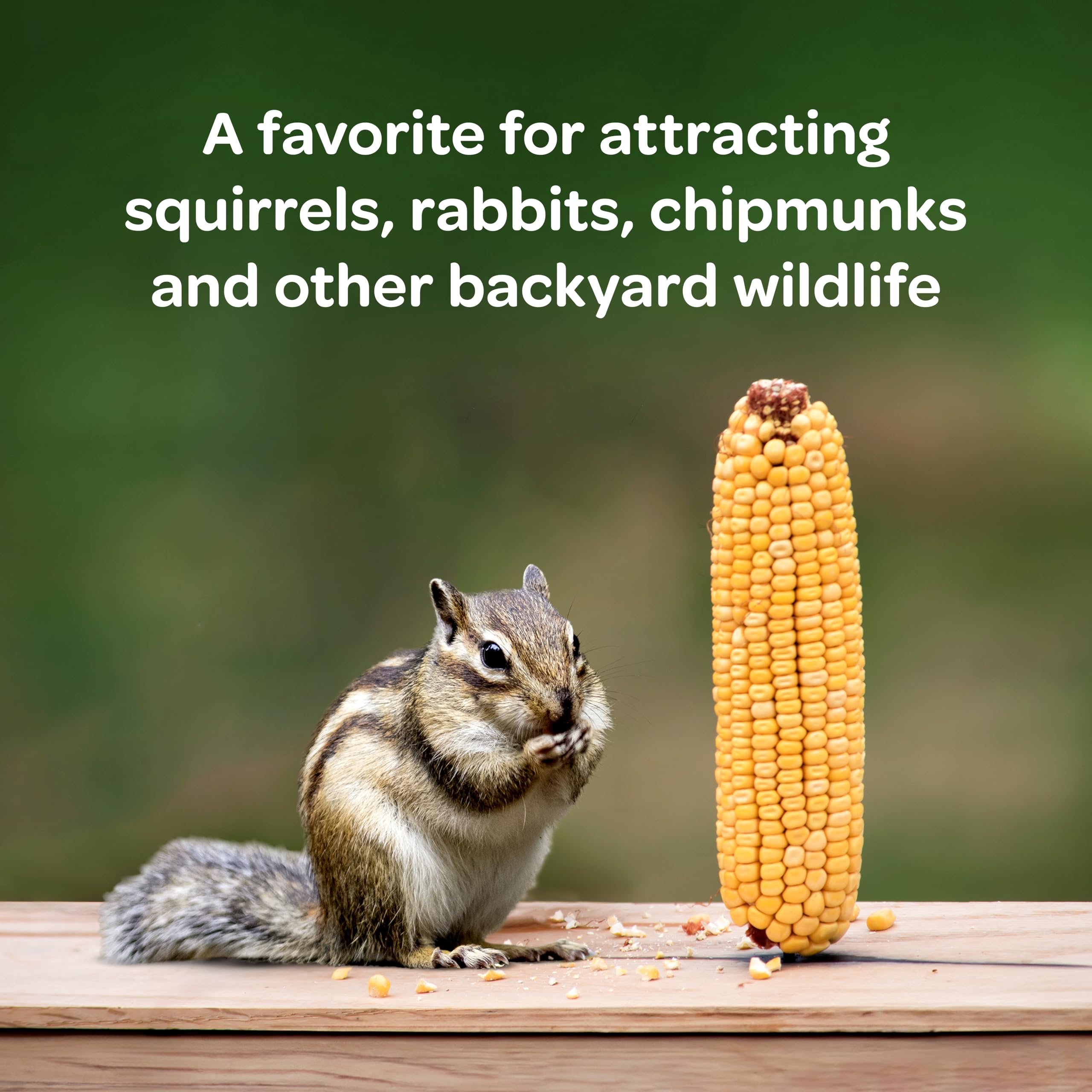 Whole corn cobs for wildlife feeding