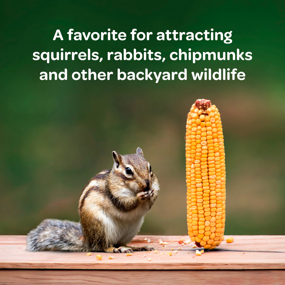 Whole corn cobs for wildlife feeding