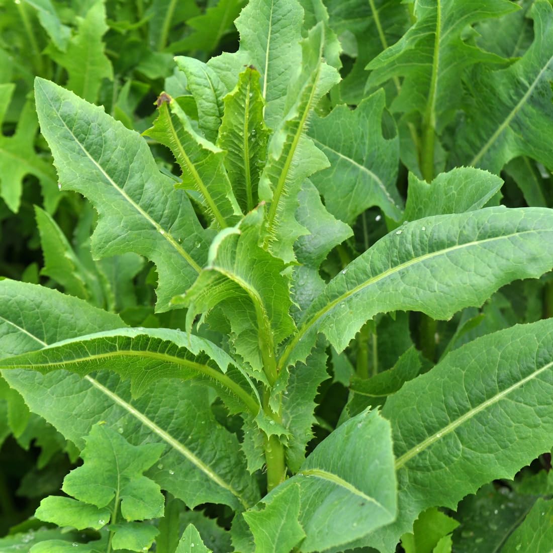 Wild Lettuce growing in a sunny garden bed