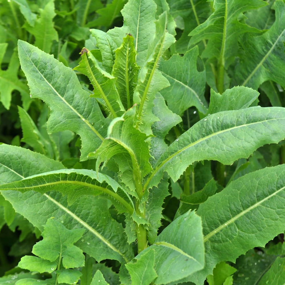 Wild Lettuce growing in a sunny garden bed
