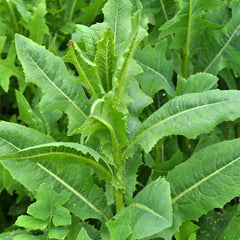 Wild Lettuce growing in a sunny garden bed