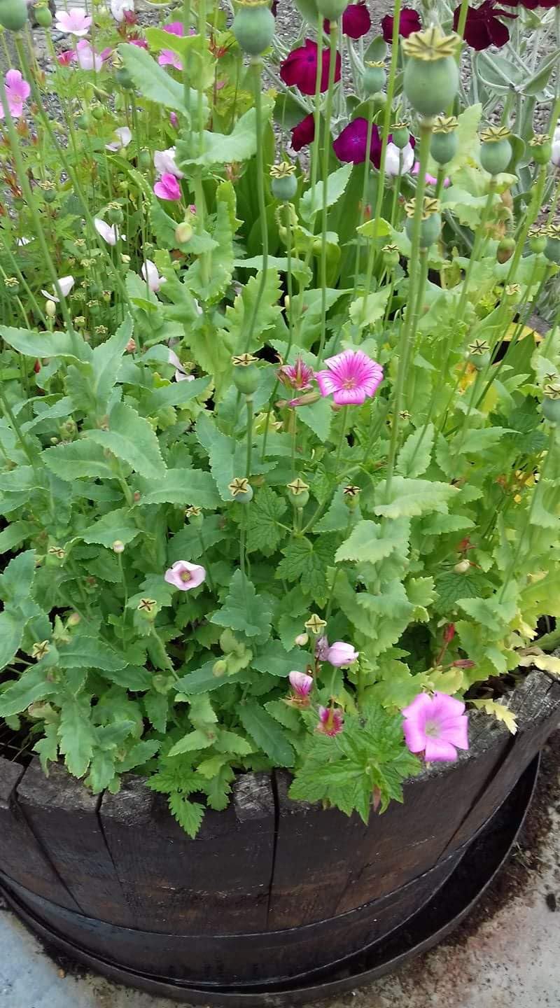Wildflower Seed Paper Heart Tag with planting instructions