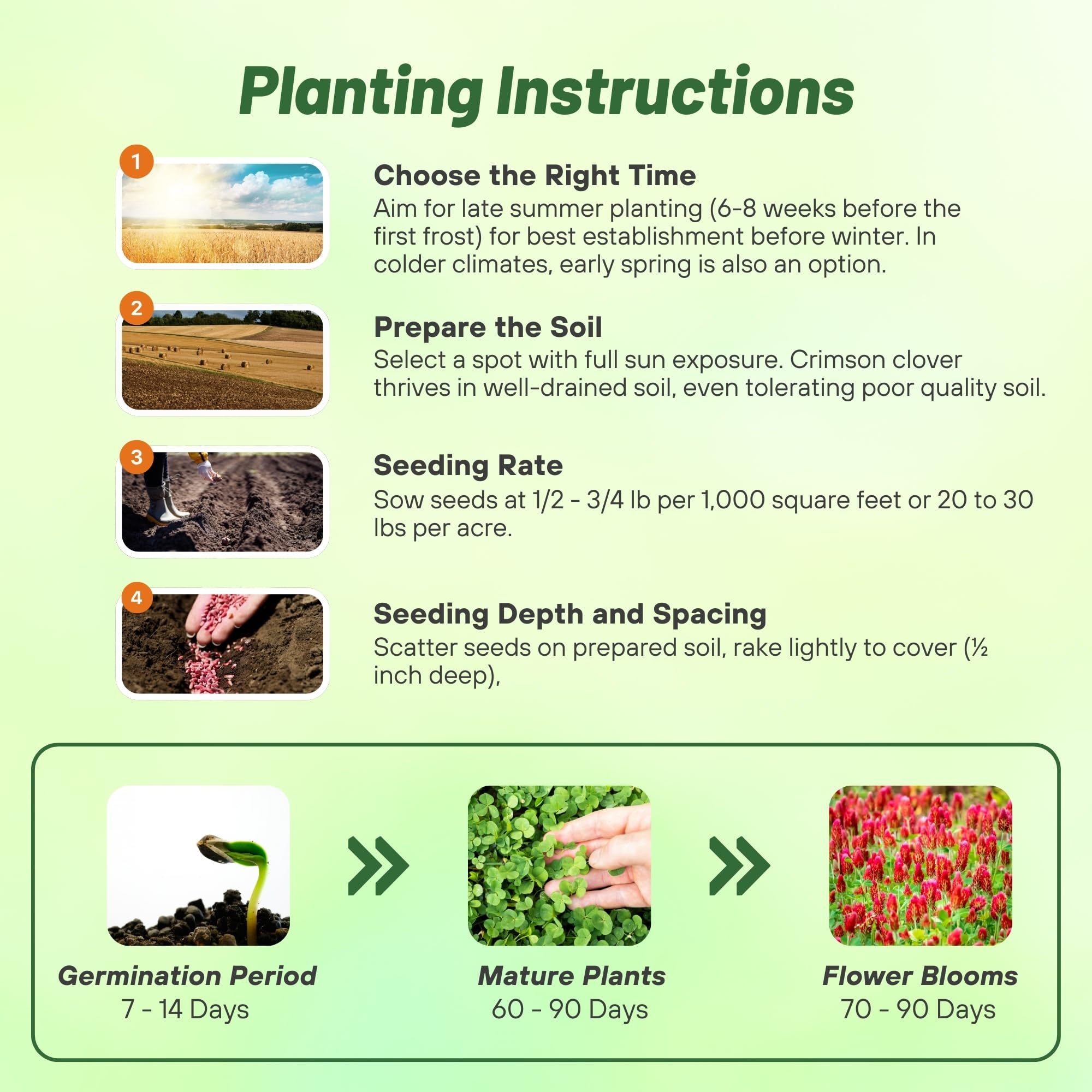 Wildlife foraging on Crimson Clover plants