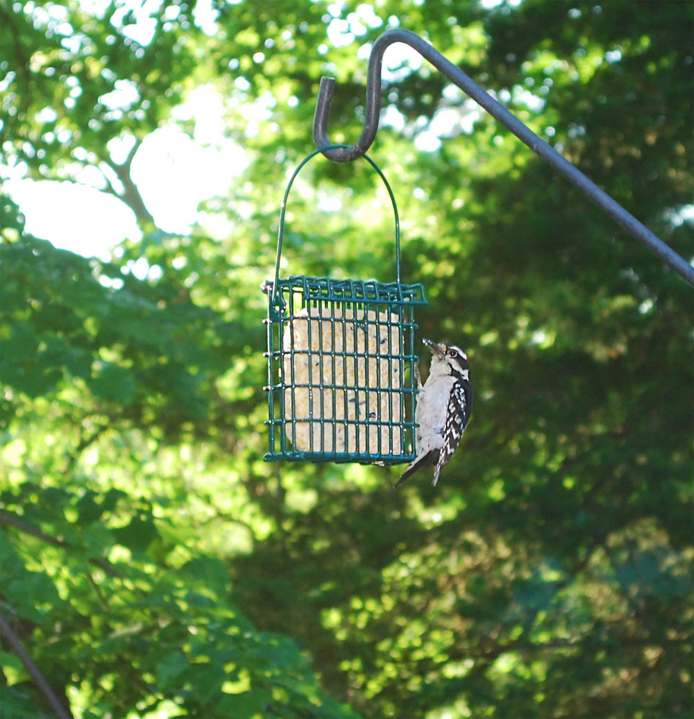 Wildlife Sciences High Energy Suet Cake displayed in a bird feeder