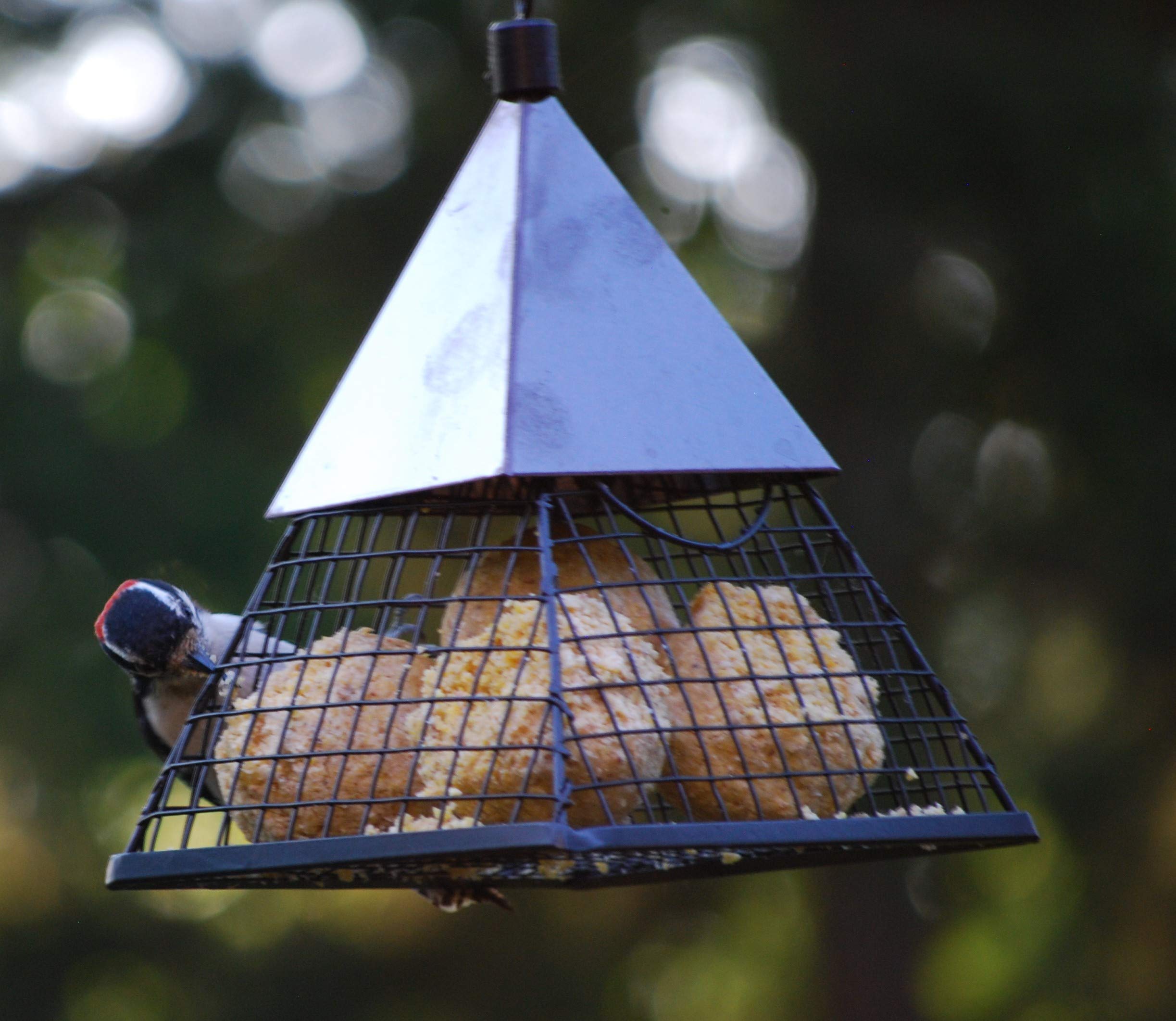 Wildlife Sciences Suet Balls displayed alongside woodpeckers in garden