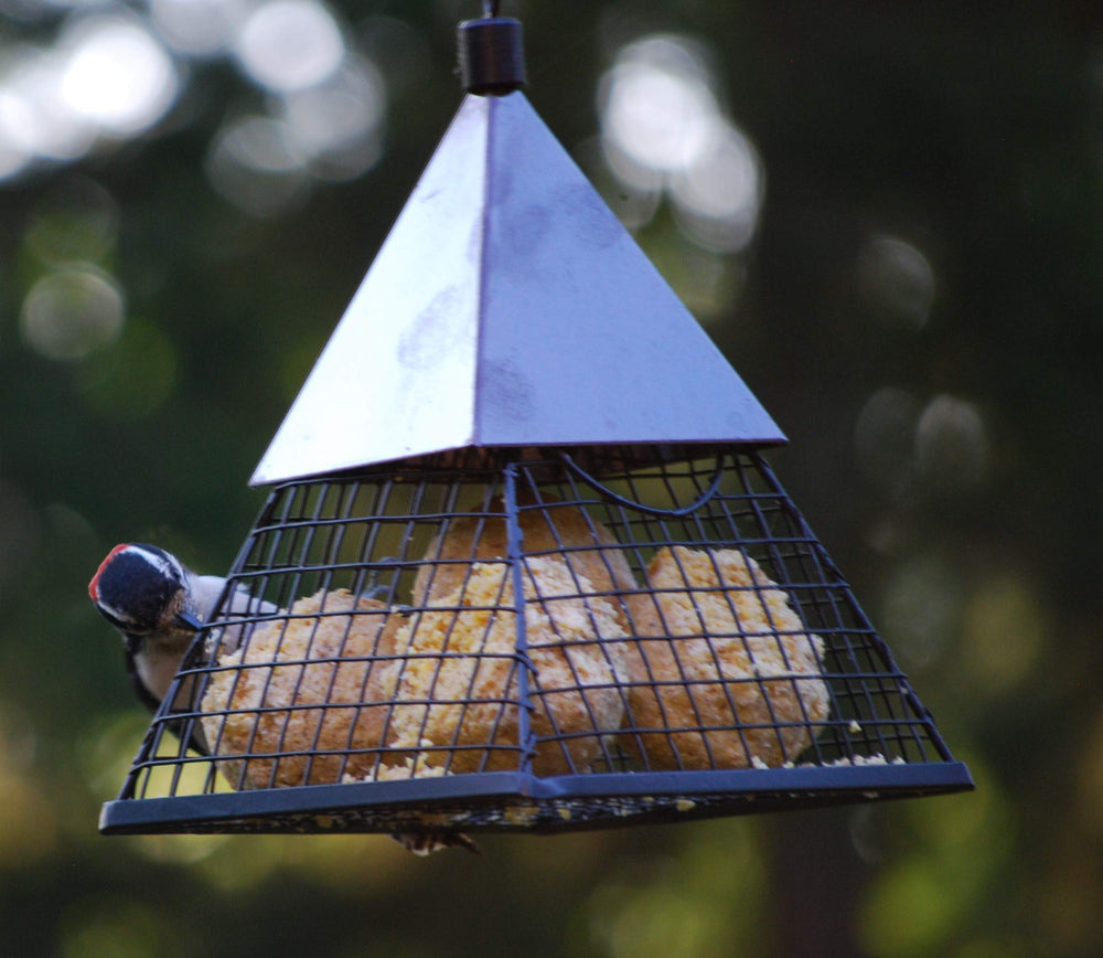 Wildlife Sciences Suet Balls displayed in a bird feeder