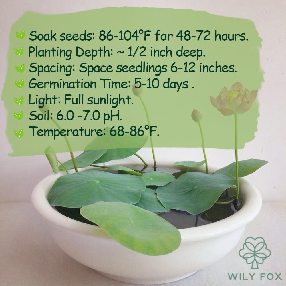 Wily Fox lotus seeds planted in a water bowl