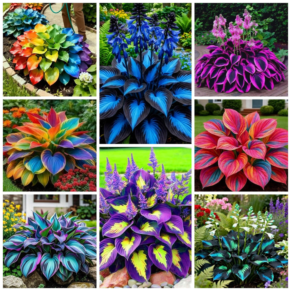 Wivolibe Hosta Seeds package front view with vibrant green design