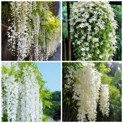 Wivolibe Jasmine flower seeds pack front view