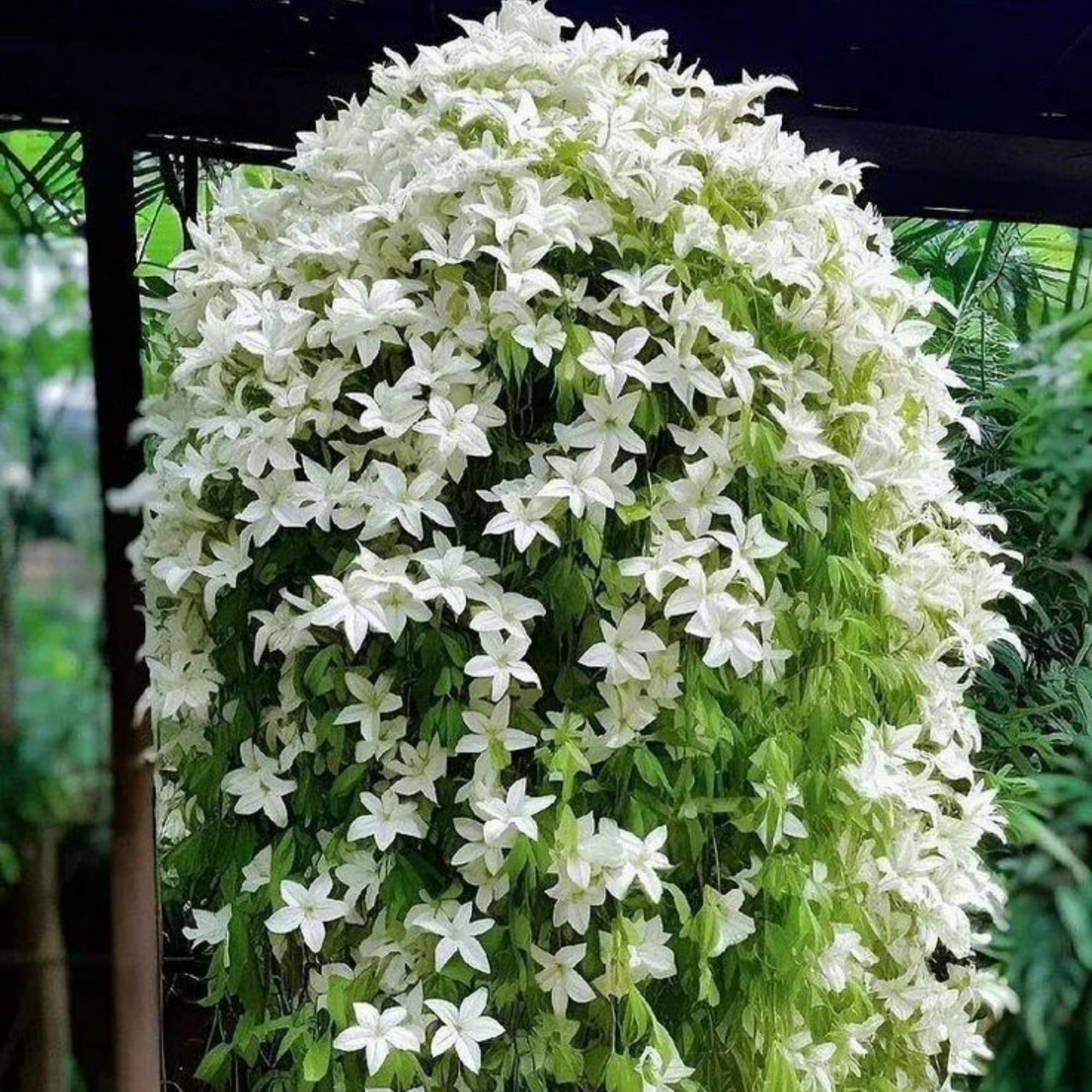 Wivolibe Jasmine seeds with planting instructions