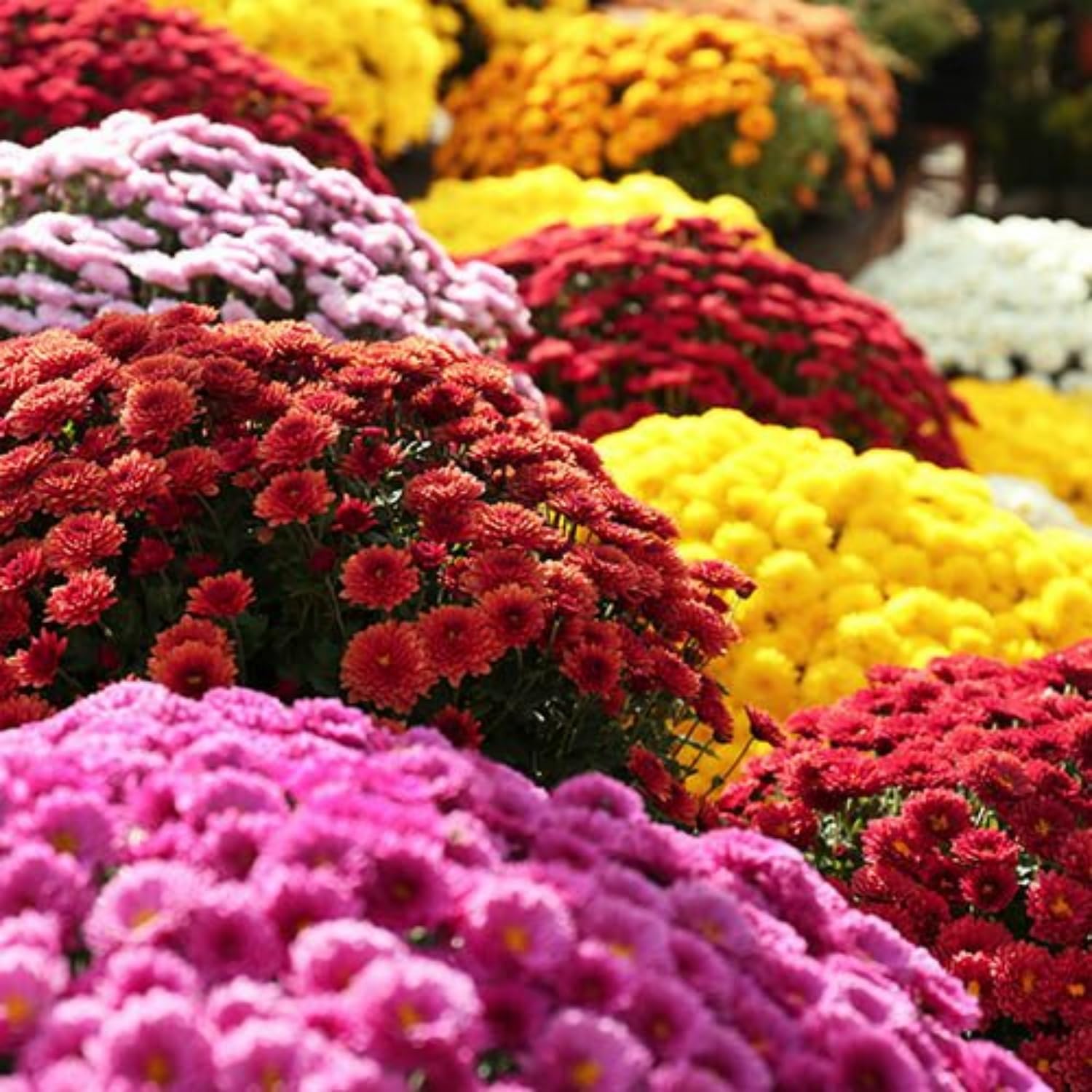 Wivolibe mixed colour chrysanthemum seeds package front view