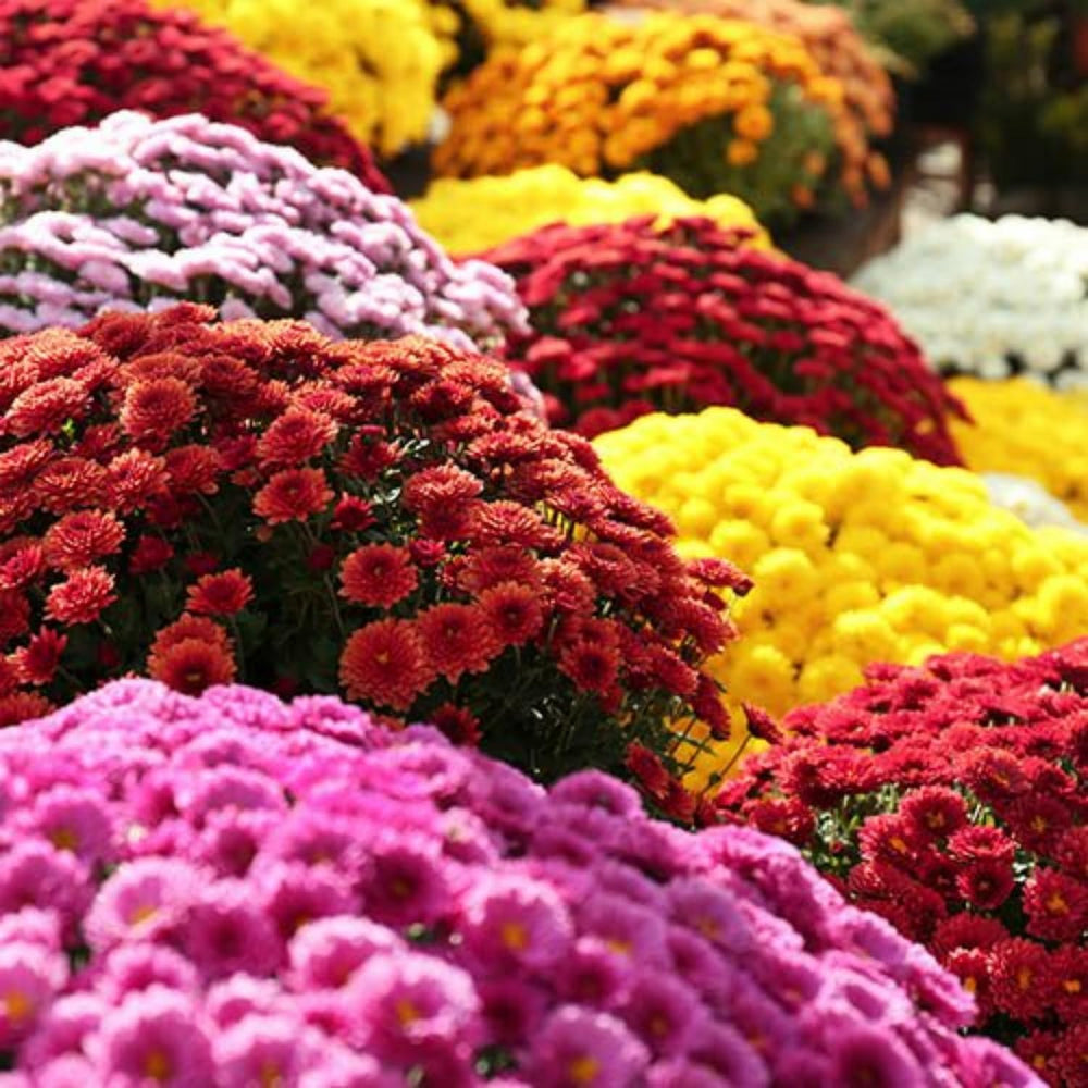 Wivolibe mixed colour chrysanthemum seeds package front view