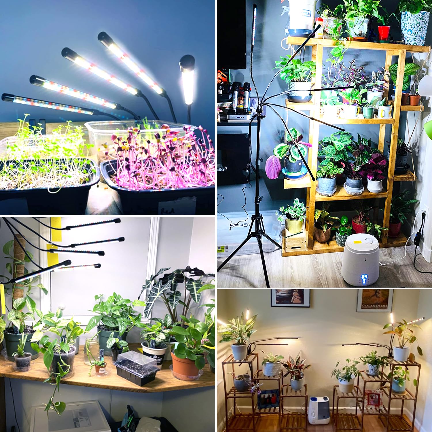wolezek Grow Light demonstrating full spectrum lighting