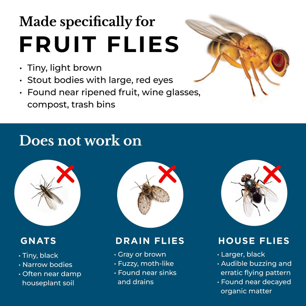 Wondercide Fruit Fly Trap close-up of cap