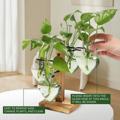 Wooden stand of CYZglass Plant Propagation Station