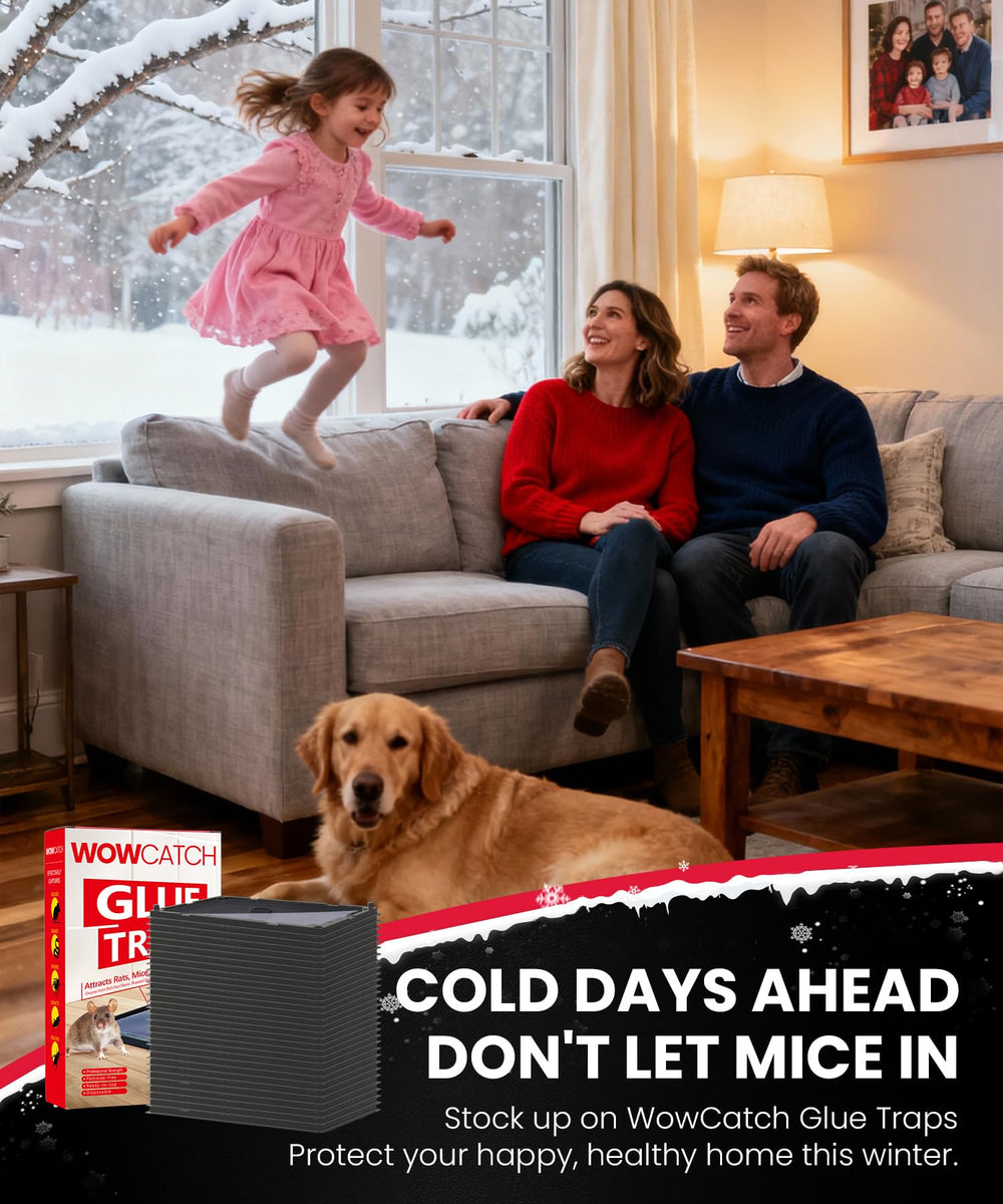 WowCatch glue traps showing easy disposal method