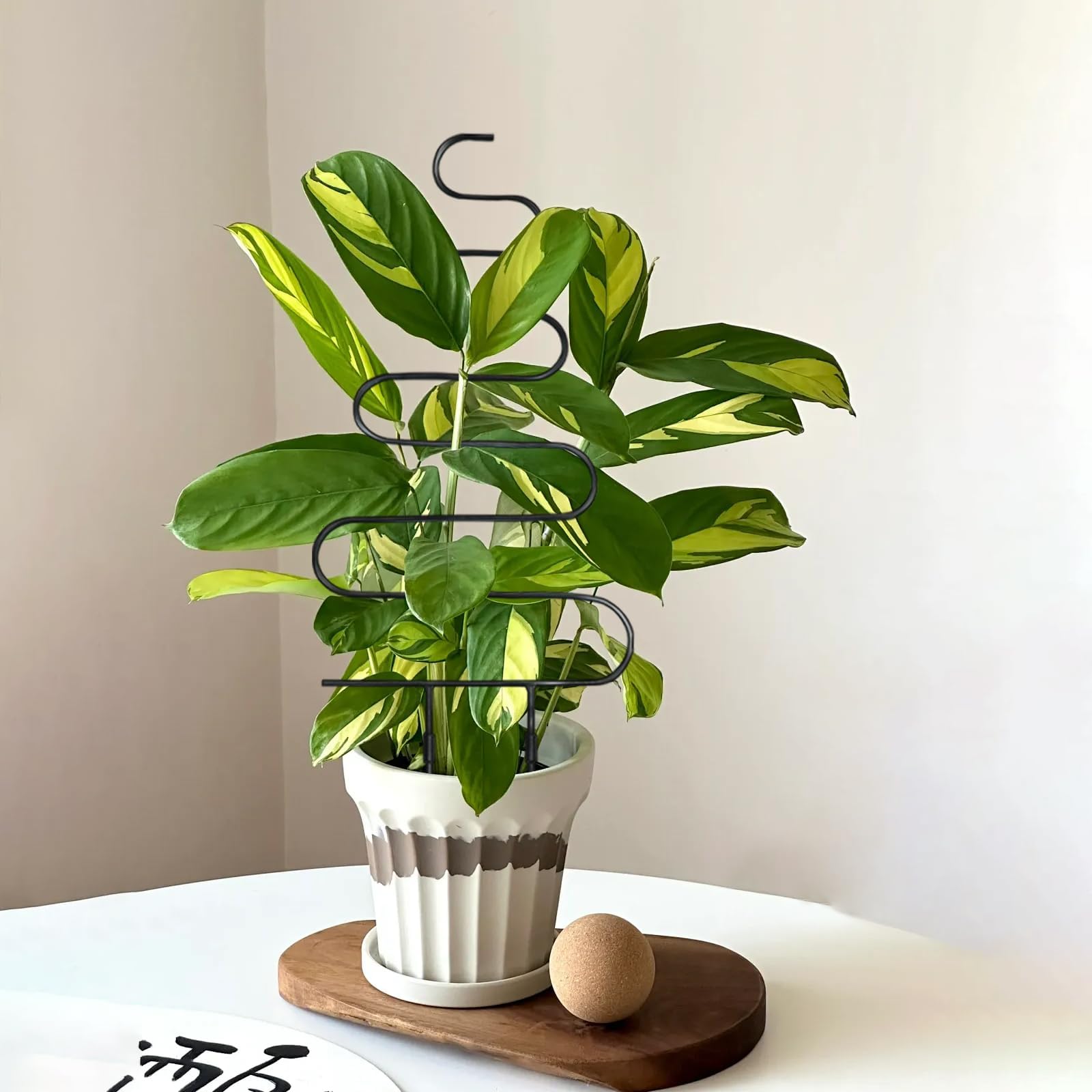 Xeeol trellis supporting various climbing plants indoors