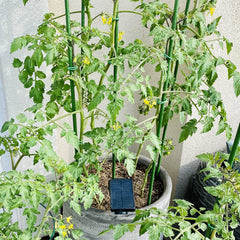 Xuwzenkl Garden Plant Stakes showing pointed end design