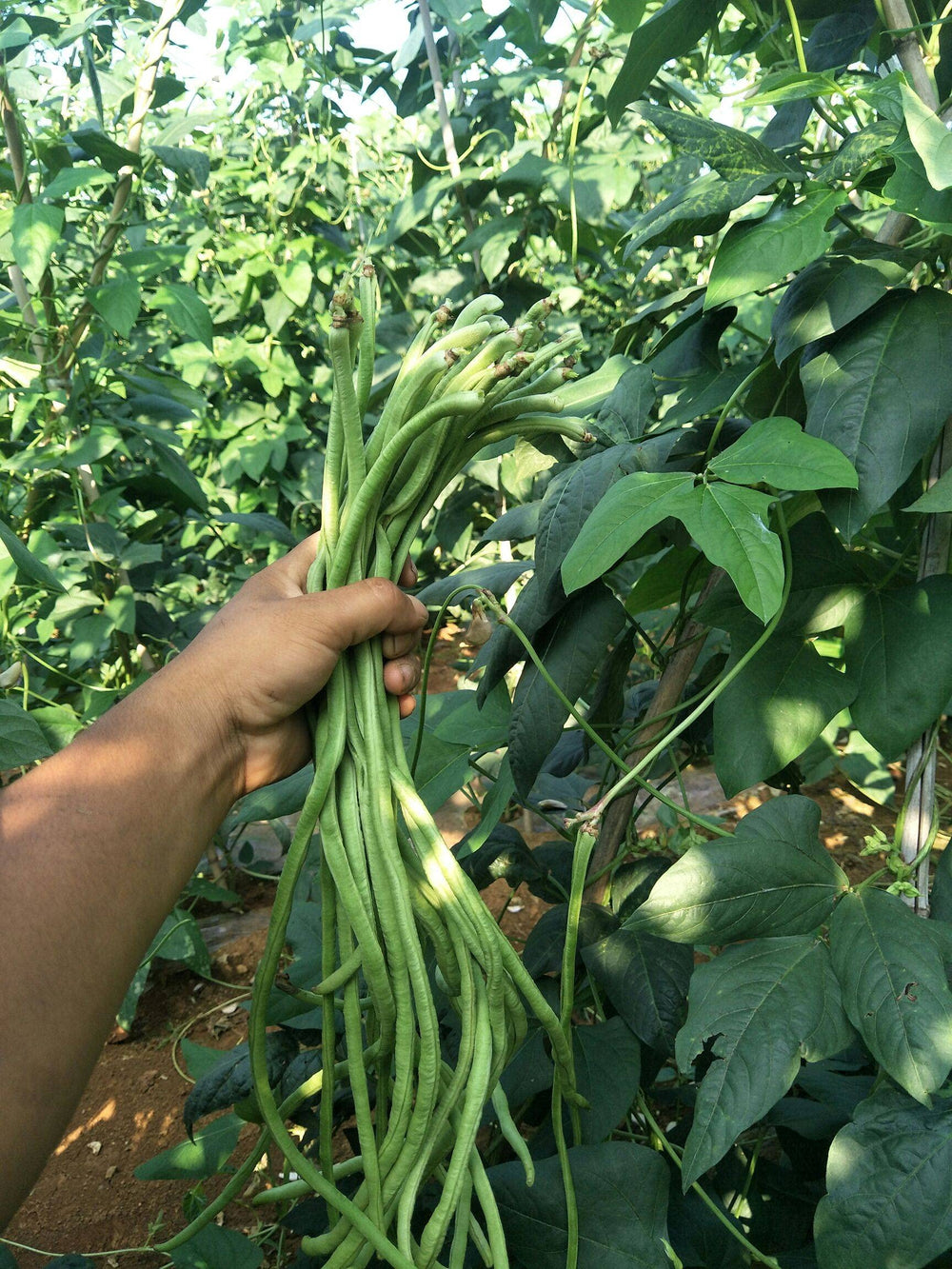 Yard long bean plant in a garden setting