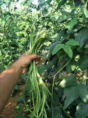 Yard long bean plant in a garden setting