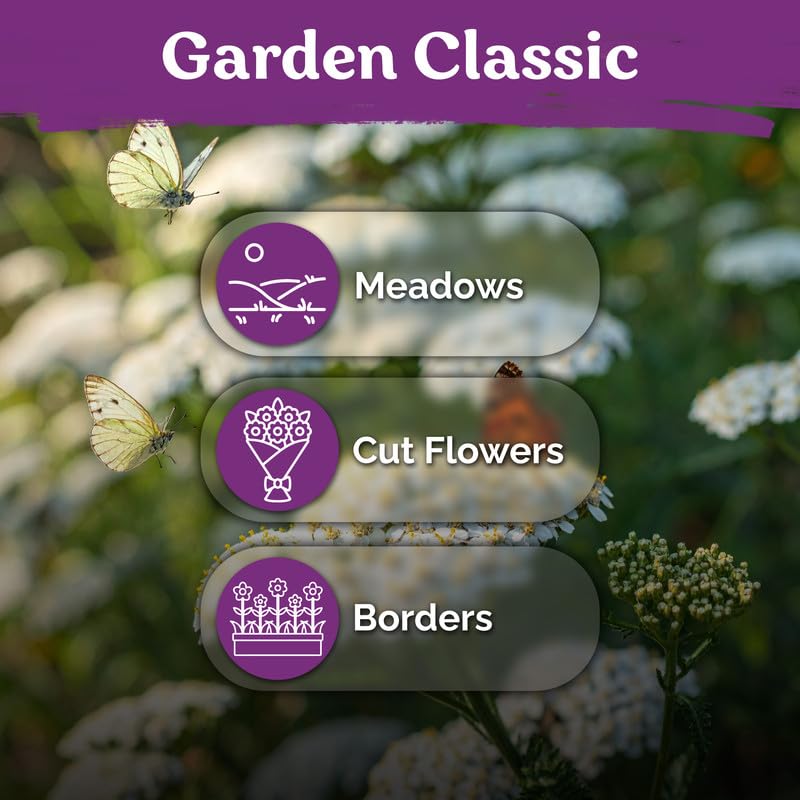 Yarrow flowers attracting butterflies in a garden