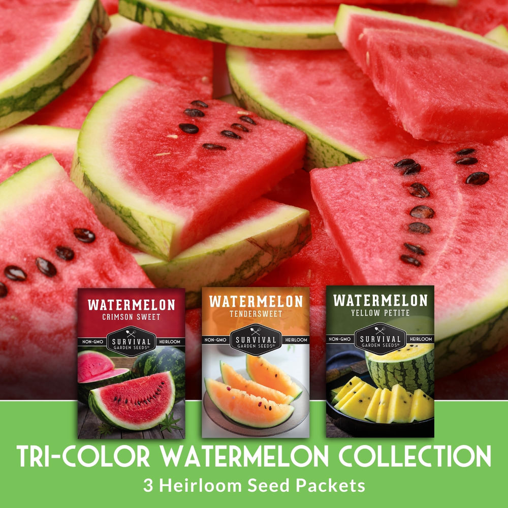 Yellow Petite watermelon seeds packet from Tri-Color pack