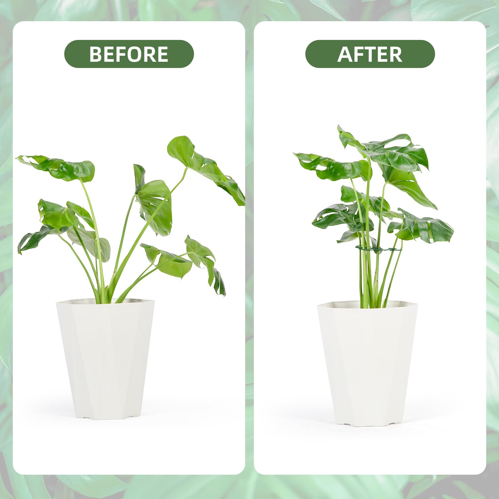 Yeomant plant support stakes installed beside a Monstera plant