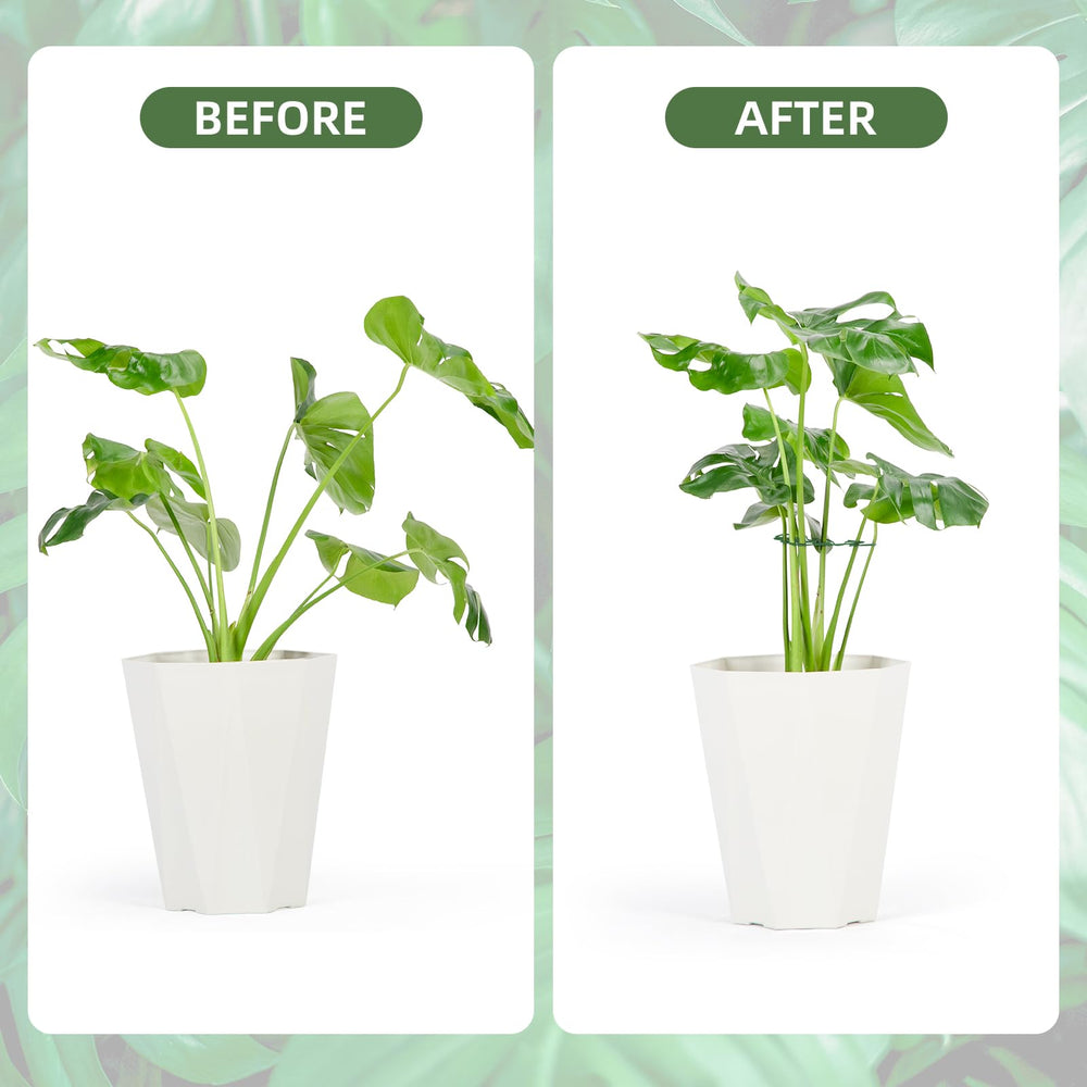 Yeomant plant support stakes installed beside a Monstera plant