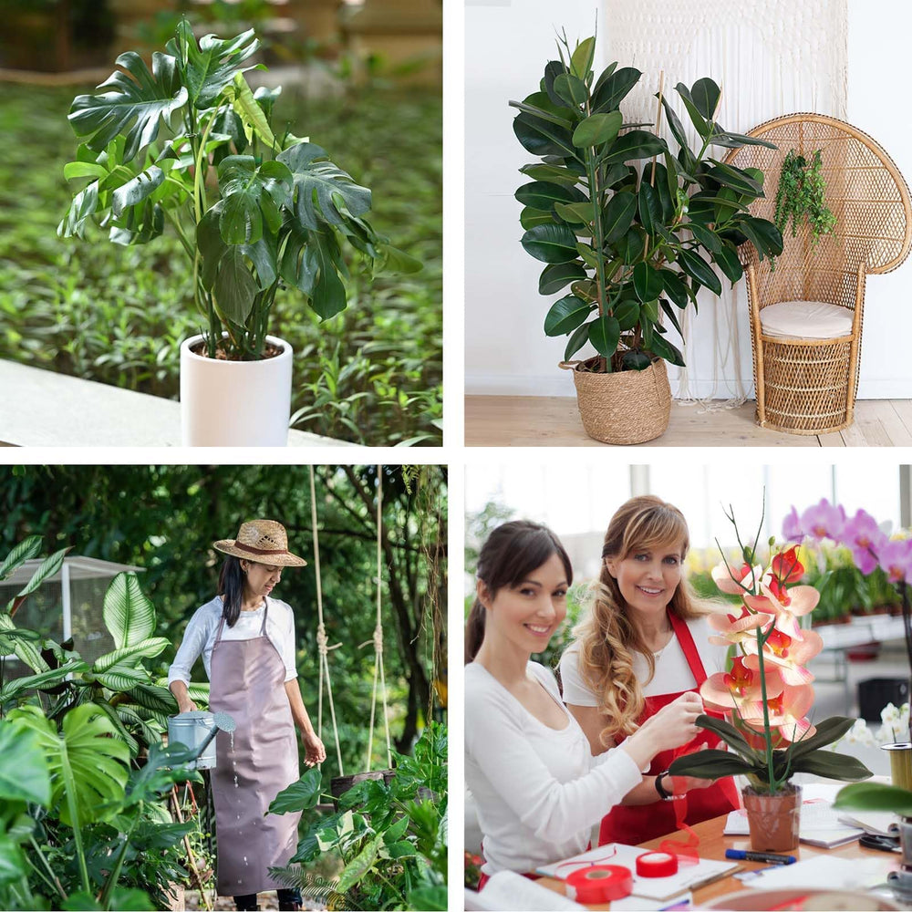 Yhtpouqe plant support stakes packaging and contents