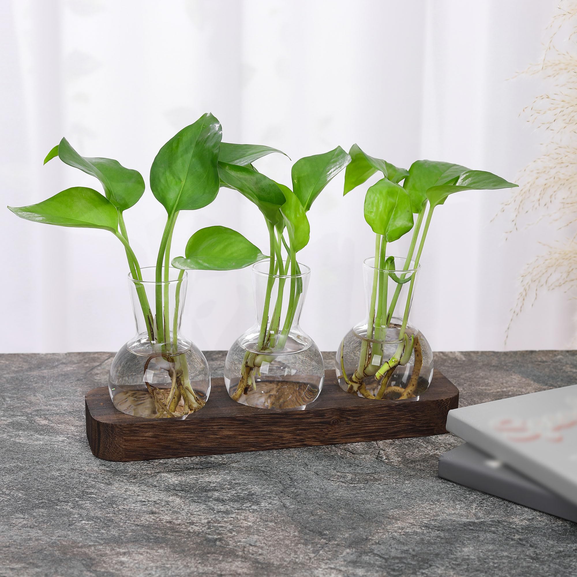 YIBOT glass propagation vases with coloured water and pebbles