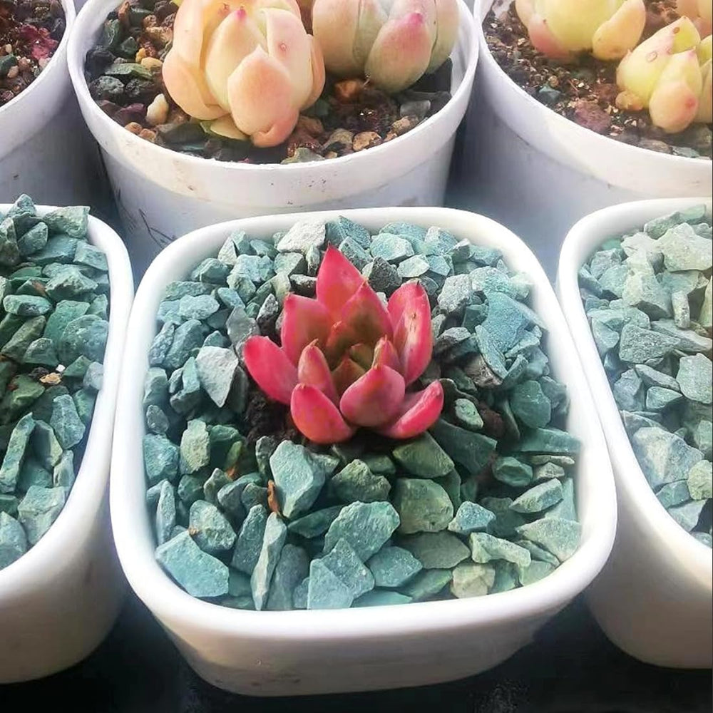YISZM Green Zeolite Rocks in a terrarium setting