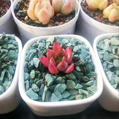 YISZM Green Zeolite Rocks in a terrarium setting