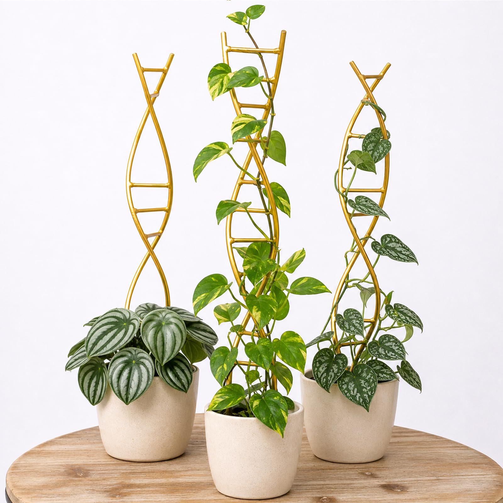Yohsnor DNA Plant Trellis set of 3 in gold color front view