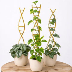 Yohsnor DNA Plant Trellis set of 3 in gold color front view