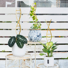 Yohsnor DNA Plant Trellis with climbing plants