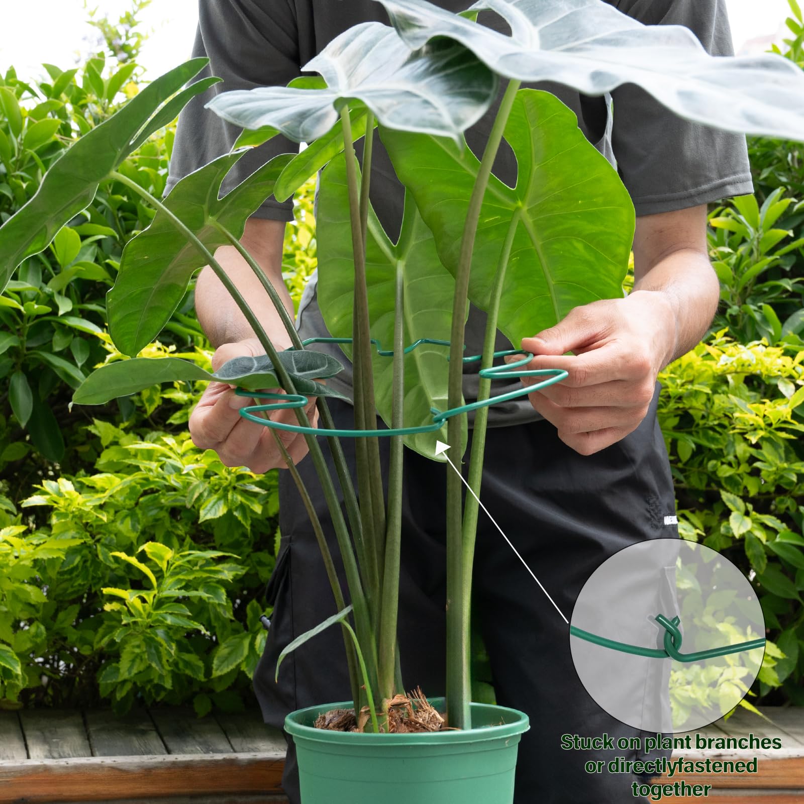 Yohsnor Monstera support stem holding climbing plant securely