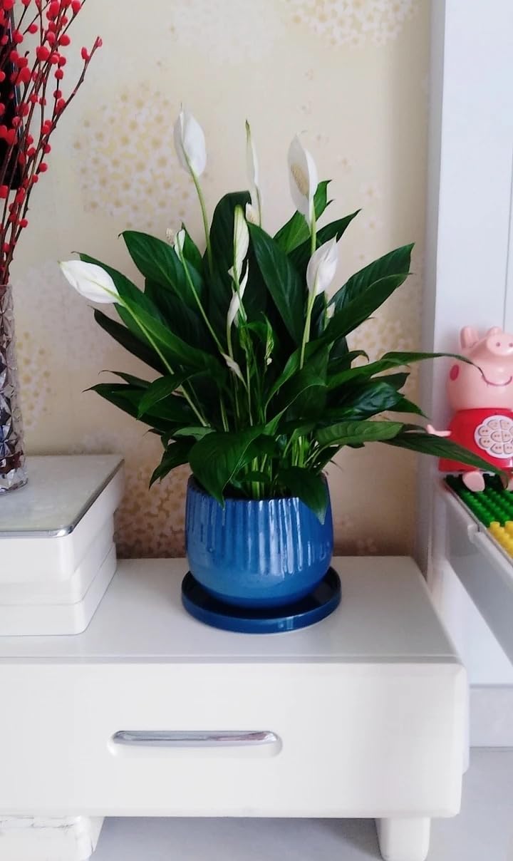 Yukfona Ceramic Plant Saucer Tray 12 Inch Blue close-up