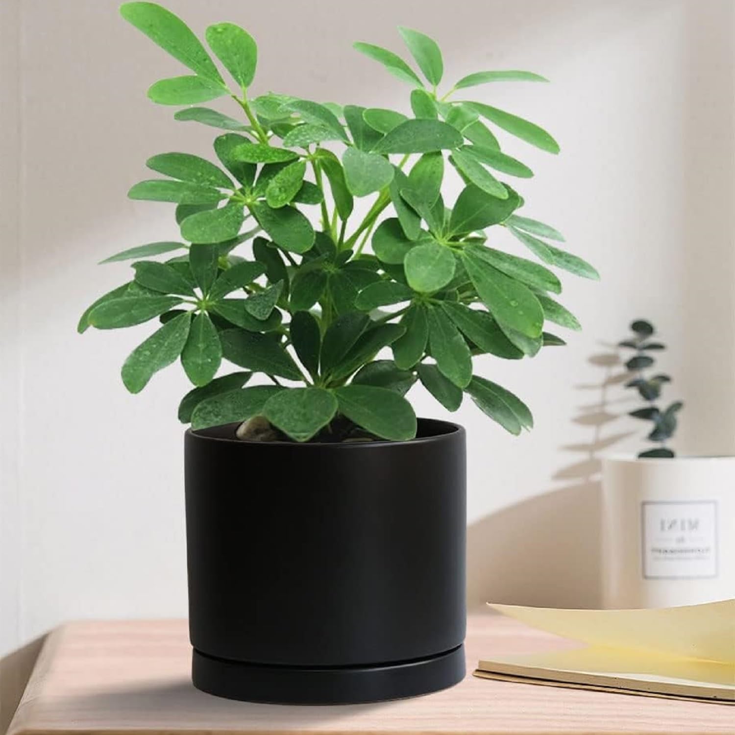 Yukfona Ceramic Plant Saucer Tray displayed with indoor plants