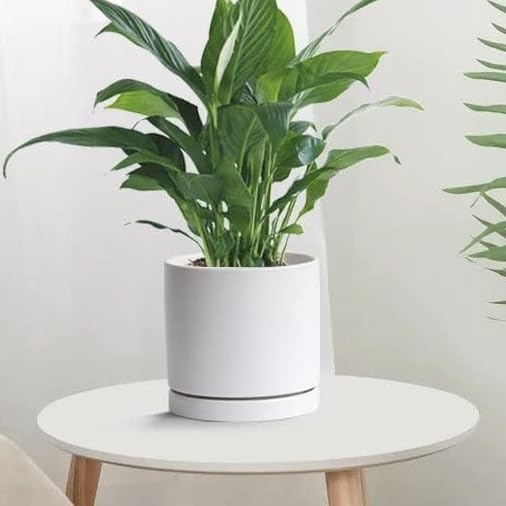 Yukfona ceramic plant saucer with decorative plants