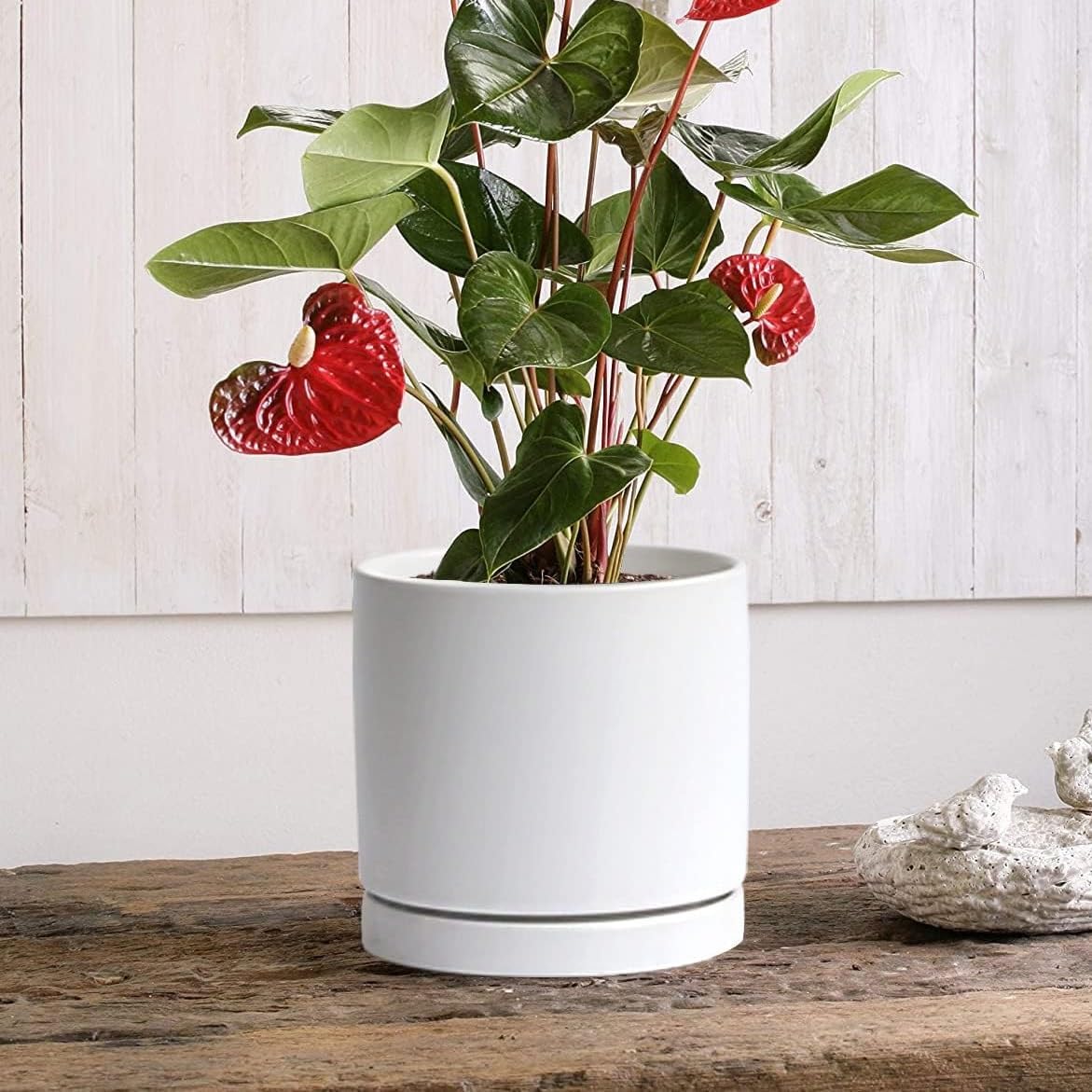 Yukfona ceramic saucer placed on wooden table with plant pot