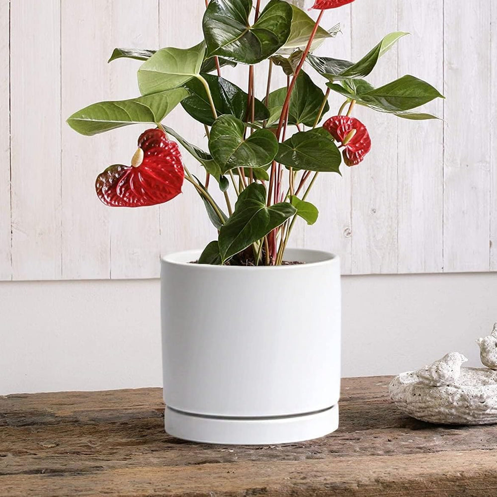 Yukfona ceramic saucer placed on wooden table with plant pot