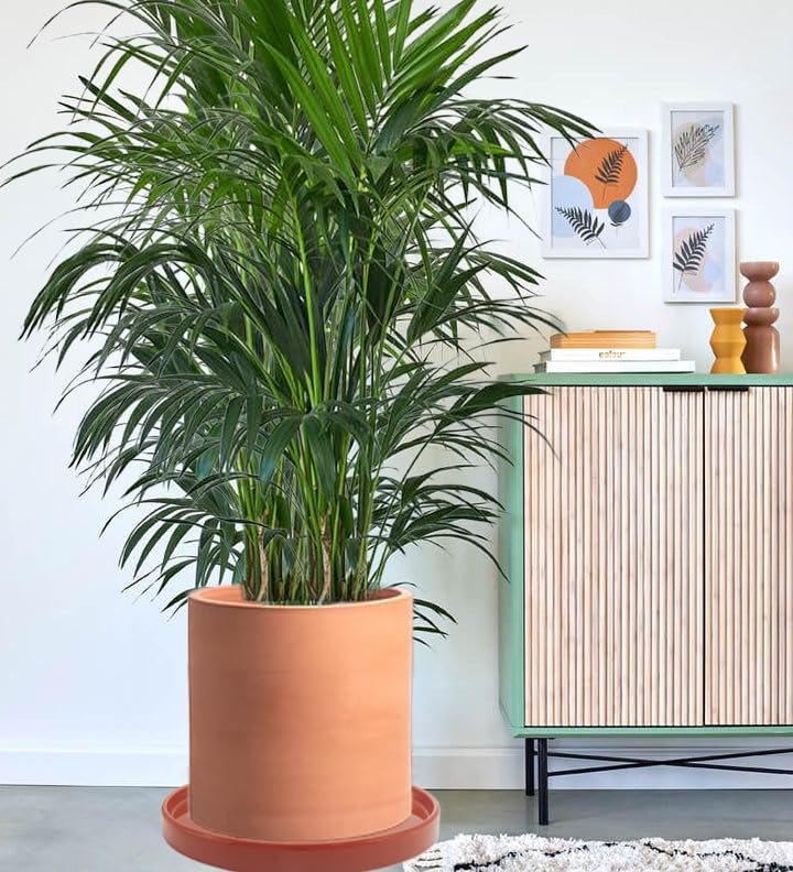 Yukfona terracotta plant saucer on wooden table