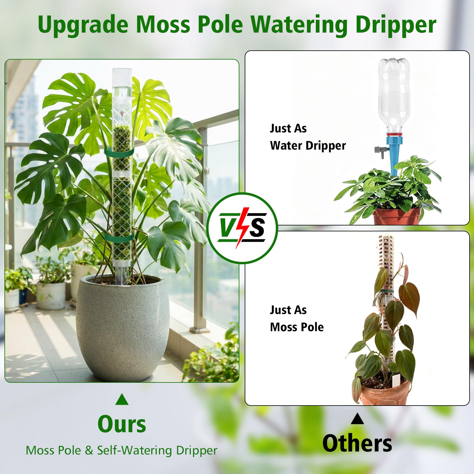Zalovvi D Shaped Moss Pole supporting Monstera plant