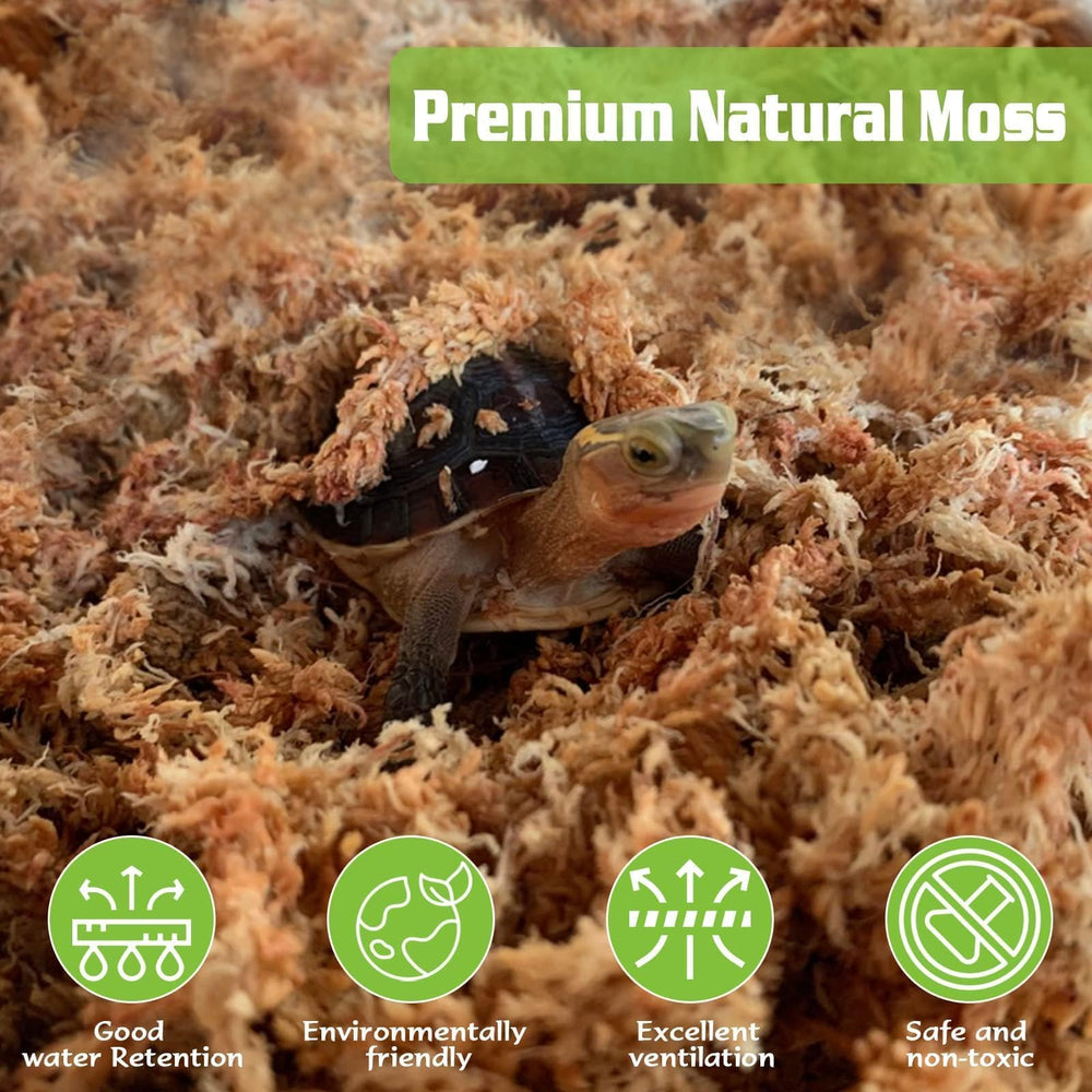 ZeeDix Sphagnum Moss in a terrarium setup