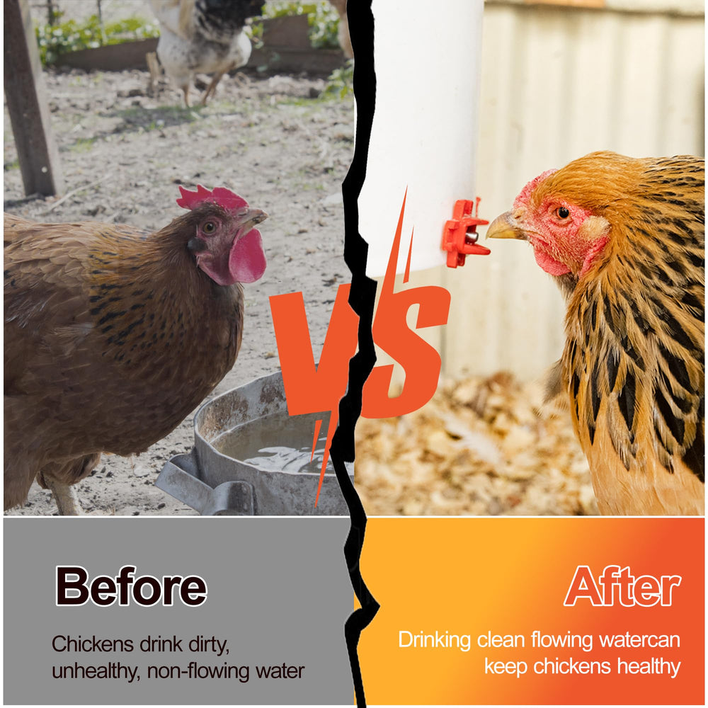 ZenxyHoC Automatic Chicken Waterer Nipples in action with chickens